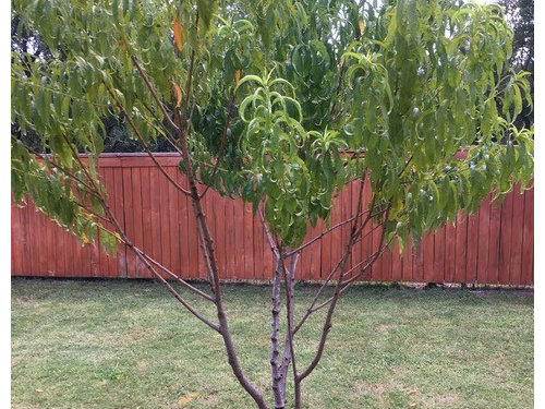 Two trunks on one fruit tree