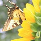Heather Hockenson Daviss foto