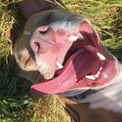 Photo de Zoe Technohund