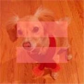 Charlie Comiskey's photo