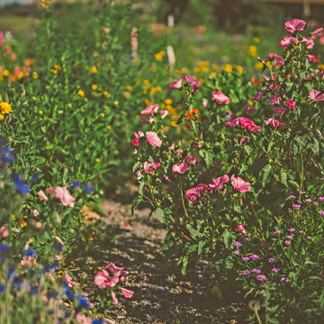 Garden Pathway through Bird + Butterfly Meadow