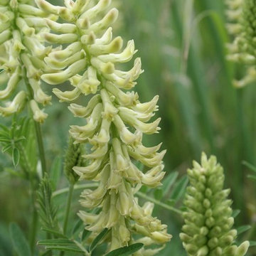 Milkvetch