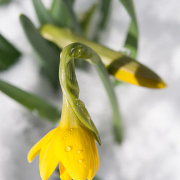 Early Spring Bulbs