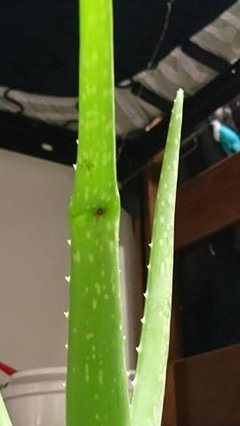 creme aloe vera forever Forever- Aloe Propolis Creme