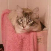 Debbie Reback's photo