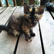 Jessica Emerson's photo
