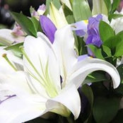 Cheryl Williams's photo
