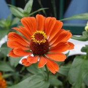 Foto von Darlene Buffington