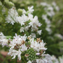 Native Plants