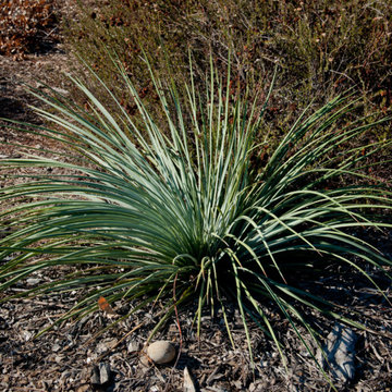 California Native Yucca