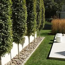 Pool Landscaping