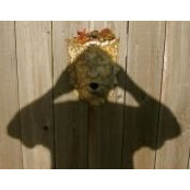 Steve Wood's photo