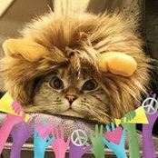 Photo de Kitty Neko
