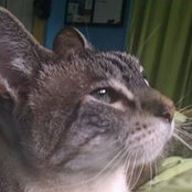 Carolann Meyer's photo