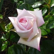 Rose Buckingham's photo