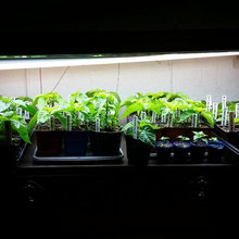 Peppers
