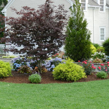 Backyard Landscaping