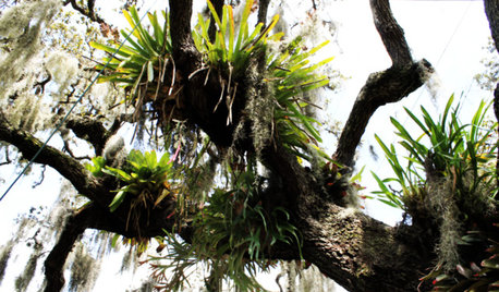 Got a Hot, Humid Landscape? Add Tropical Flair With Air Plants