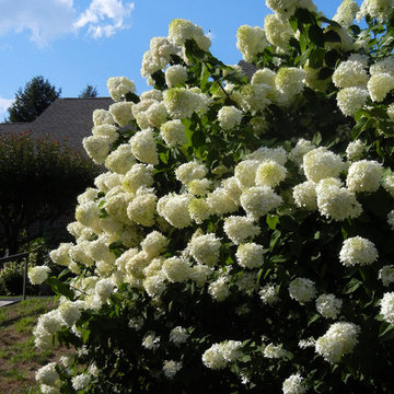 For the Love of Hydrangeas