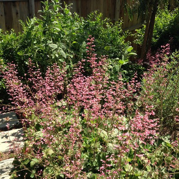 Hollywood Hills Back Yard