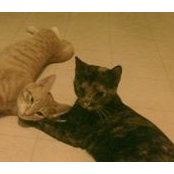 Suzanne Updike's photo