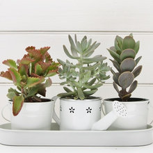 succulent