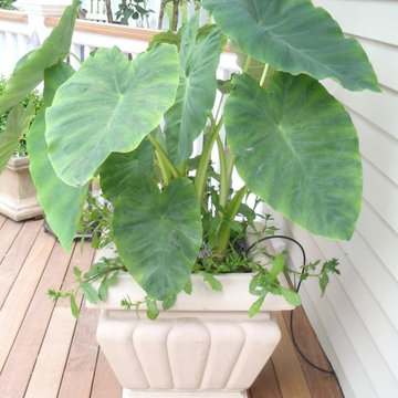 Drip Irrigation