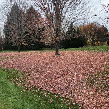 Fall Yard Cleanup, Leaf Removal, and Mowing — Before & After
