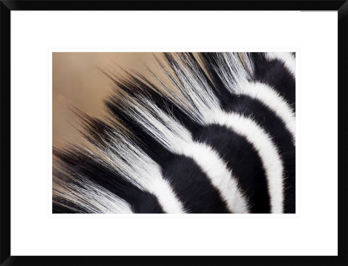 zebra-mane-24-x18-contemporary-prints-and-posters-by-global