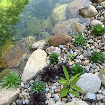 Natural Swimming Pool/Ponds
