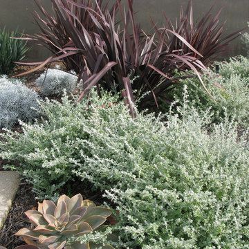 Solana Beach Face Lift