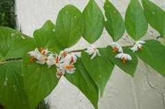 Night Blooming Jasmine Won T Flower