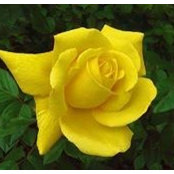 Diane Zielinski Yegge's photo