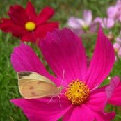Sharon Hubbard's photo