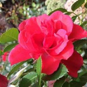 Rosalind Lippel's photo