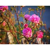 Lisa Farnham's photo
