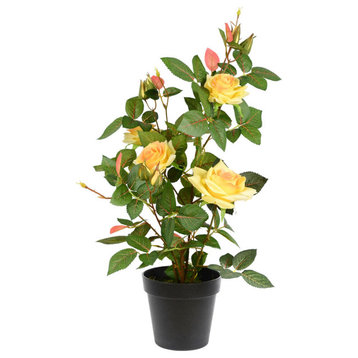 21" Yellow Rose Plant In Pot