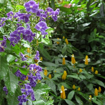 Hummingbird and Butterfly Garden