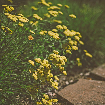 Yarrow + Bunchgrasses