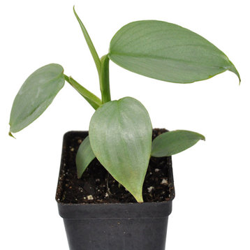 Philodendron hastatum, Silver Sword - Silver Sword Philodendron