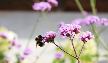 Udendørs: Hvad ved du om humlebier, og hvorfor er de så vigtige?