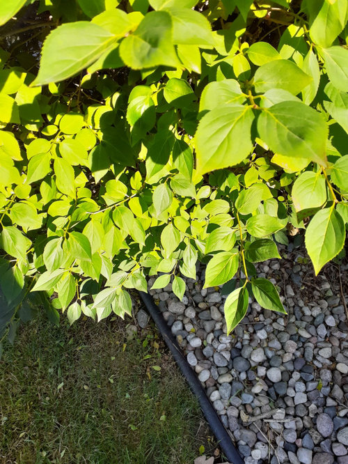 Lilac Bush Not Flowering