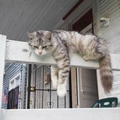 Nancy Currier's photo