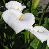 Kim Calomino's photo