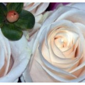 Kate Gomer's photo