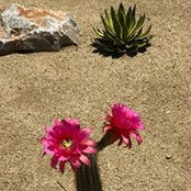 Lisa Roberts's photo