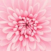Jennifer Rohm's photo