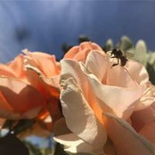 Foto von LoriAnn Bejarano