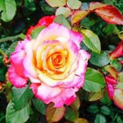 Dawn Hull Kiser's photo