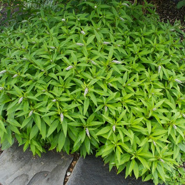 Lysimachia clethroides